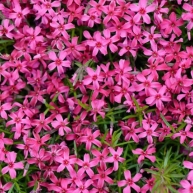 Phlox subulata Scarlet Flame