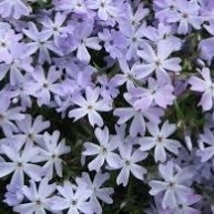 Phlox subulata Emerald Cushion Blue