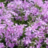 Phlox subulata Moerheimii